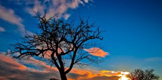 egzotic tree-17.jpg