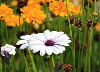 Werka - projektowanie ogrodów przydomowych studia (3).jpg